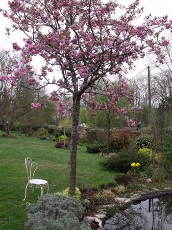 le cerisier pendula