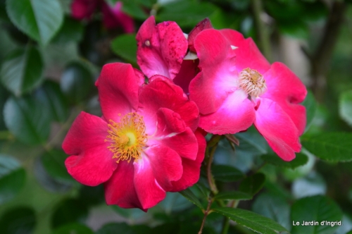 jardin en mai 416.JPG