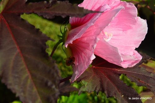 Ines,bouquet,hibiscus rose,cygnes,jardin 108.JPG