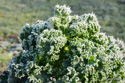 givre,maison,oiseaux 099.JPG