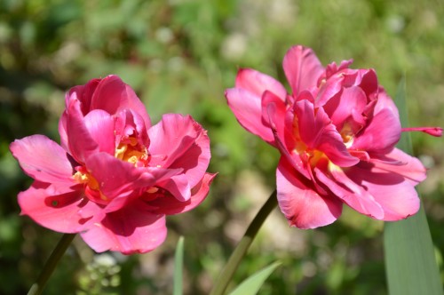 avant tonte,après,euphorbes,tulipes botaniques,autres 043.JPG