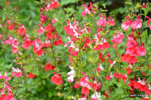 fin mai jardin 056.JPG