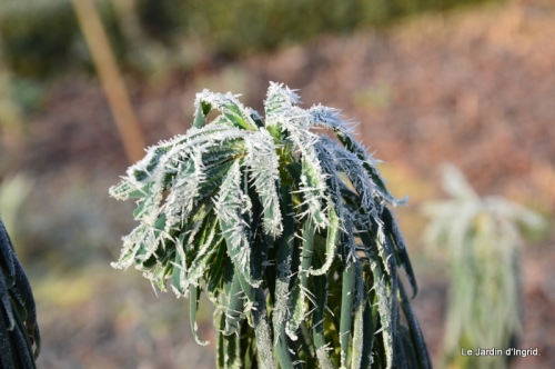 givre,maison,oiseaux 097.JPG