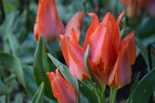 Beaumont,tulipes,primevères et autres,chez Bernadette 106.JPG