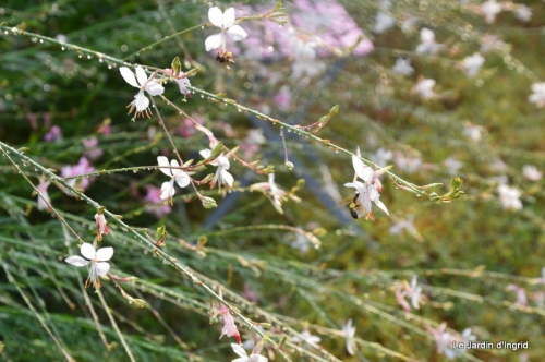 epouvantails,osier Issigeac,jachere,lesoies,fleurs juillet 138.JPG