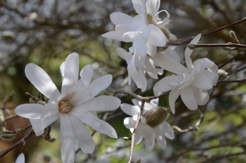 troc graines Neufont,magnolia stelleta 066.JPG