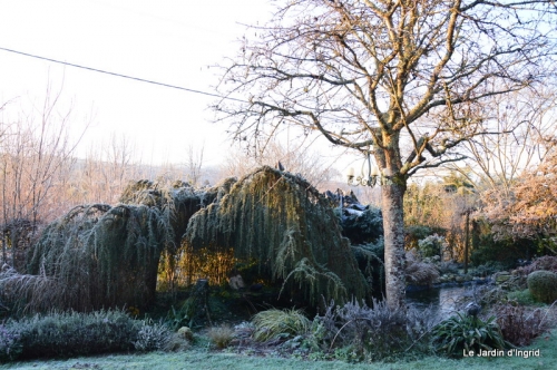 givre,maison,oiseaux 073.JPG