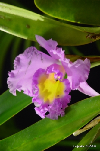 Orchidées,Noel jardiland,lever du soleil 035.JPG