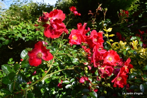 jardin en mai 422.JPG