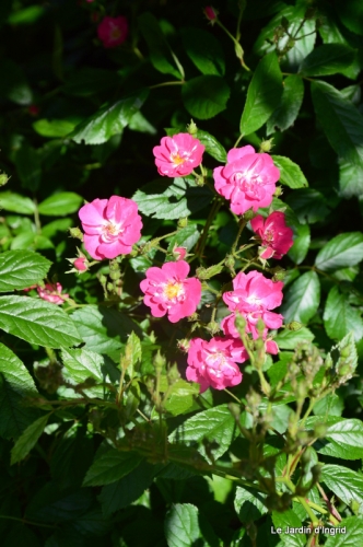 jardin en mai 342.JPG