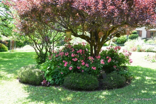 jardin en mai 450.JPG