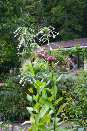 bienvenue au jardin,juin jardin 055.JPG