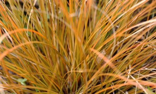 Carex testacea prairie fire.jpg