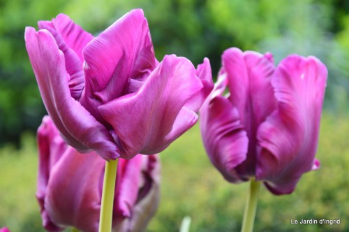 géraniums,glycine Monpazier,cabane,arums,fleurs sauvages 114.JPG