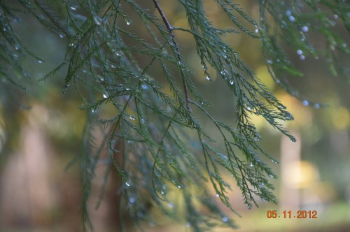 Ciron,feuilles d'automne,safran,taille érable 090.JPG