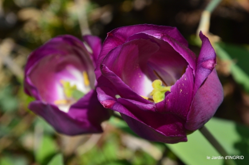 tulipes,Julie,golf,jardin 171.JPG