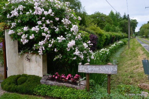 canal,fleurs blanches,marguerites,LE FLEIX,osier 002.JPG
