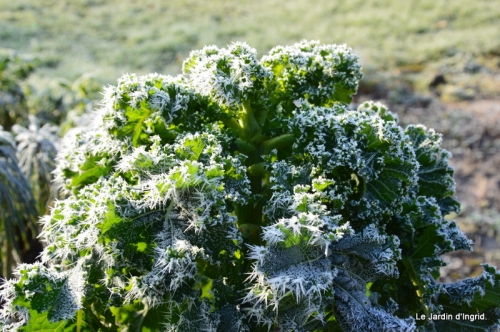 givre,maison,oiseaux 098.JPG