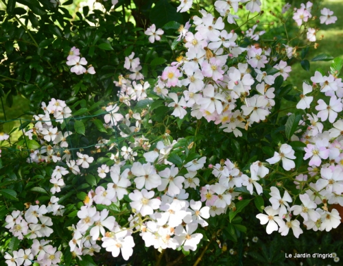 jardin en mai 421.JPG