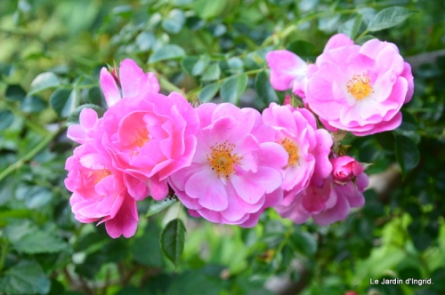 jardin en mai 396.JPG