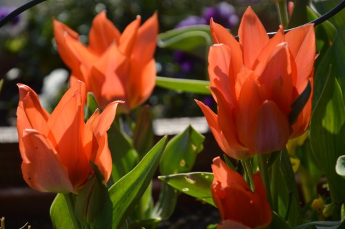 Beaumont,tulipes,primevères et autres,chez Bernadette 044.JPG