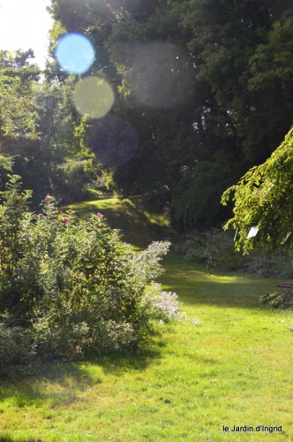 asters,bouquets,jardin de Lilianne 101.JPG