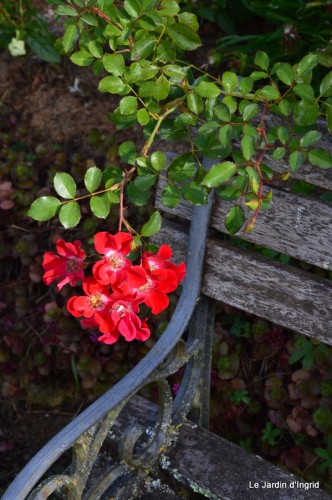 jardin le matin,la mare 063.JPG