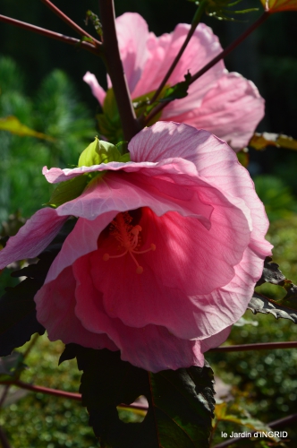 Ines,bouquet,hibiscus rose,cygnes,jardin 112.JPG