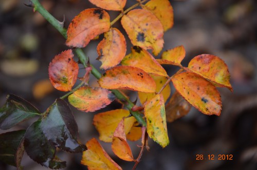 mésanges, nid frelons,fleurs décembre 125.JPG