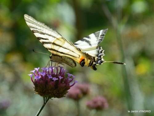 libellules,papillon,jardin,Froidefond,David,Meyrals 028.JPG