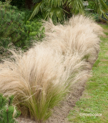 stipa-tenuifolia.jpg