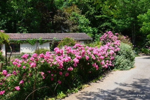 jardin en mai 428.JPG