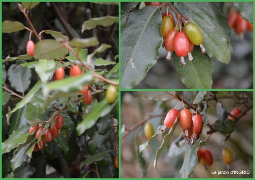 2016-01-24 oiseaux cacaouettes gouttes,petits fruits1.jpg