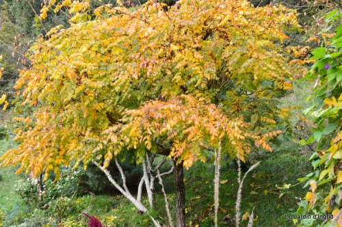 automne,arbres,inondation 080.JPG