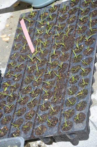 iris,arbre de judée,pivoine,Arya,viburnum,pts plants,cytise,akéb 079.JPG