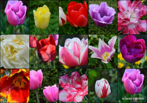 2016-04-07 tulipes,Julie,golf,jardin2.jpg
