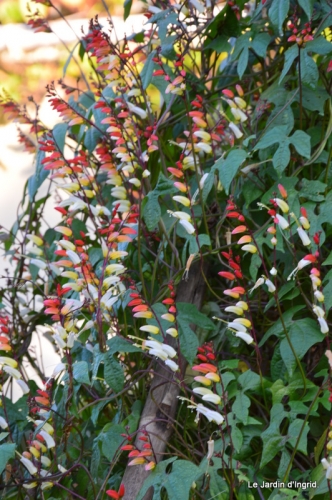 jacherefleurie,dordogne,fe^te des citrouilles,jardin 193-001.JPG