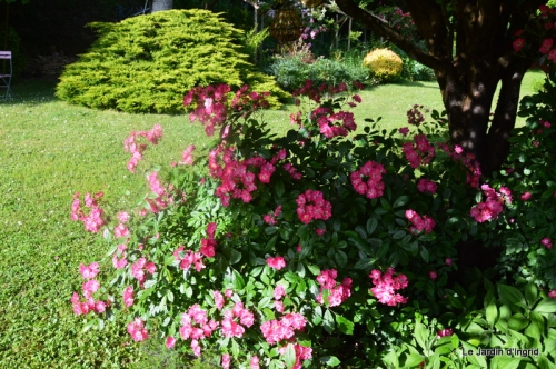 jardin en mai 419.JPG