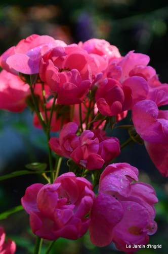 jardin,asters,fleurs blanches,chatte,rosiers roses 012-001.JPG