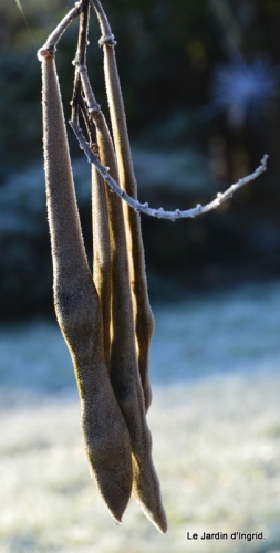 givre,maison,oiseaux 007.JPG