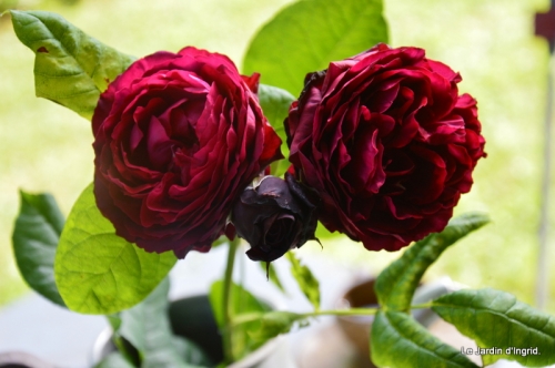 jardin en mai 409.JPG