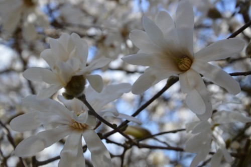 troc graines Neufont,magnolia stelleta 068.JPG