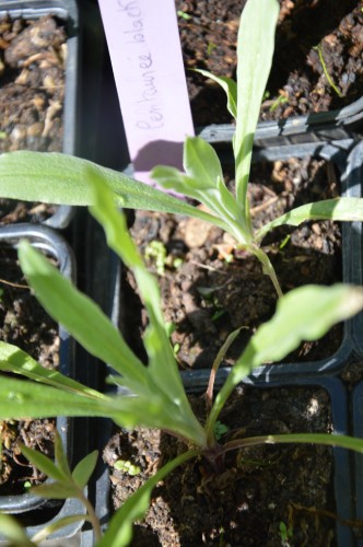 iris,arbre de judée,pivoine,Arya,viburnum,pts plants,cytise,akéb 074.JPG