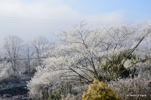 givre,maison,oiseaux 109.JPG