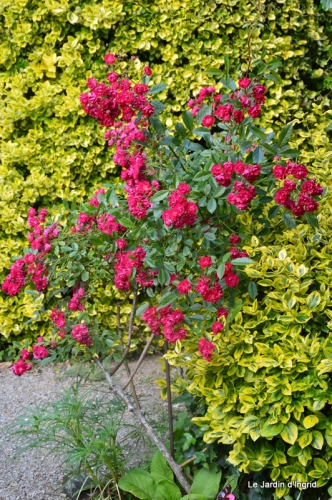 jardin en mai 394.JPG