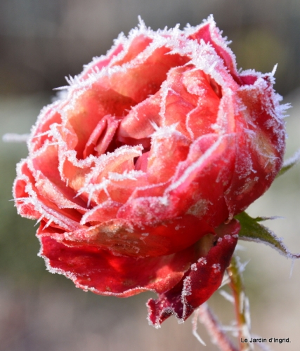 givre,maison,oiseaux 092.JPG