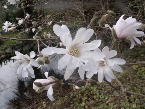 magnolia,forsythia,mahonia