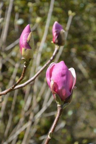 troc graines Neufont,magnolia stelleta 056.JPG