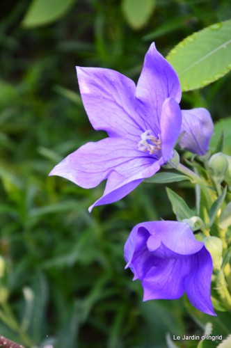 fleurs bleues,hortensia bleu,moi bébé 011.JPG