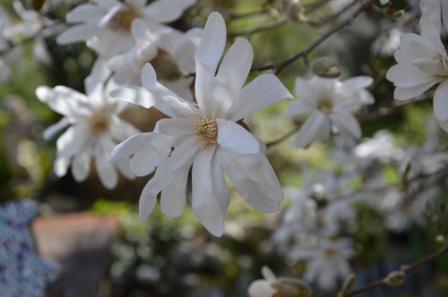 troc graines Neufont,magnolia stelleta 067.JPG